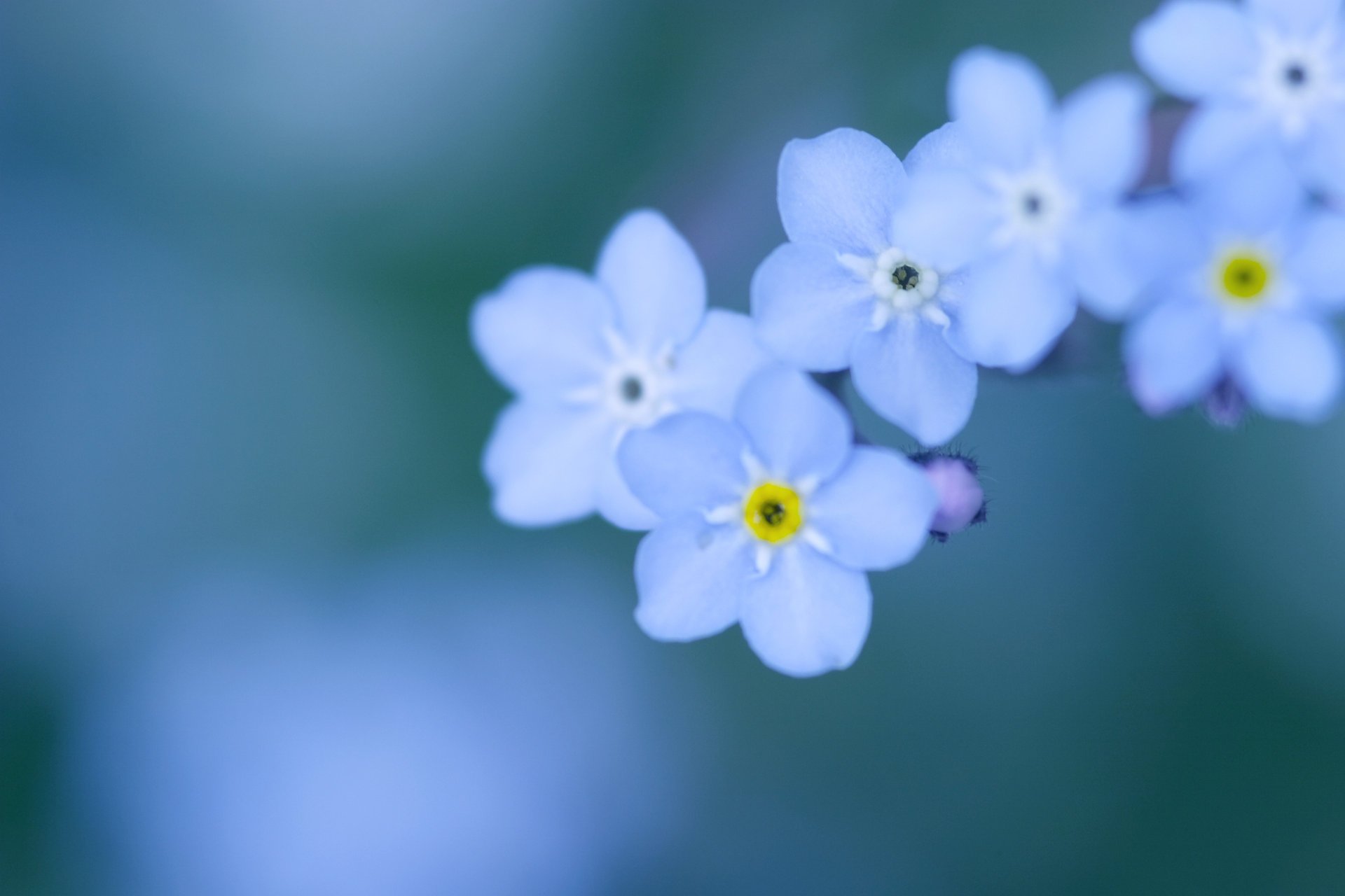 fiori nontiscordardime piccoli petali blu blu