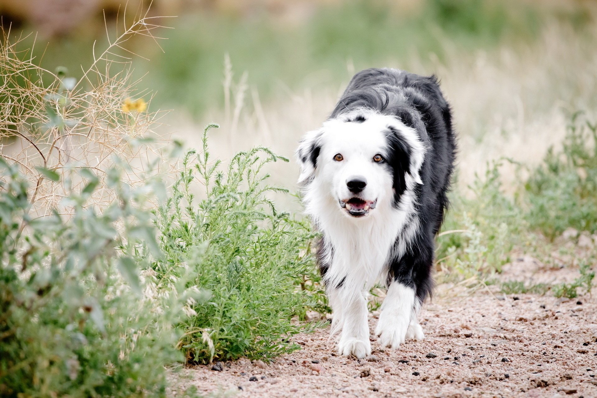 dog grass nature