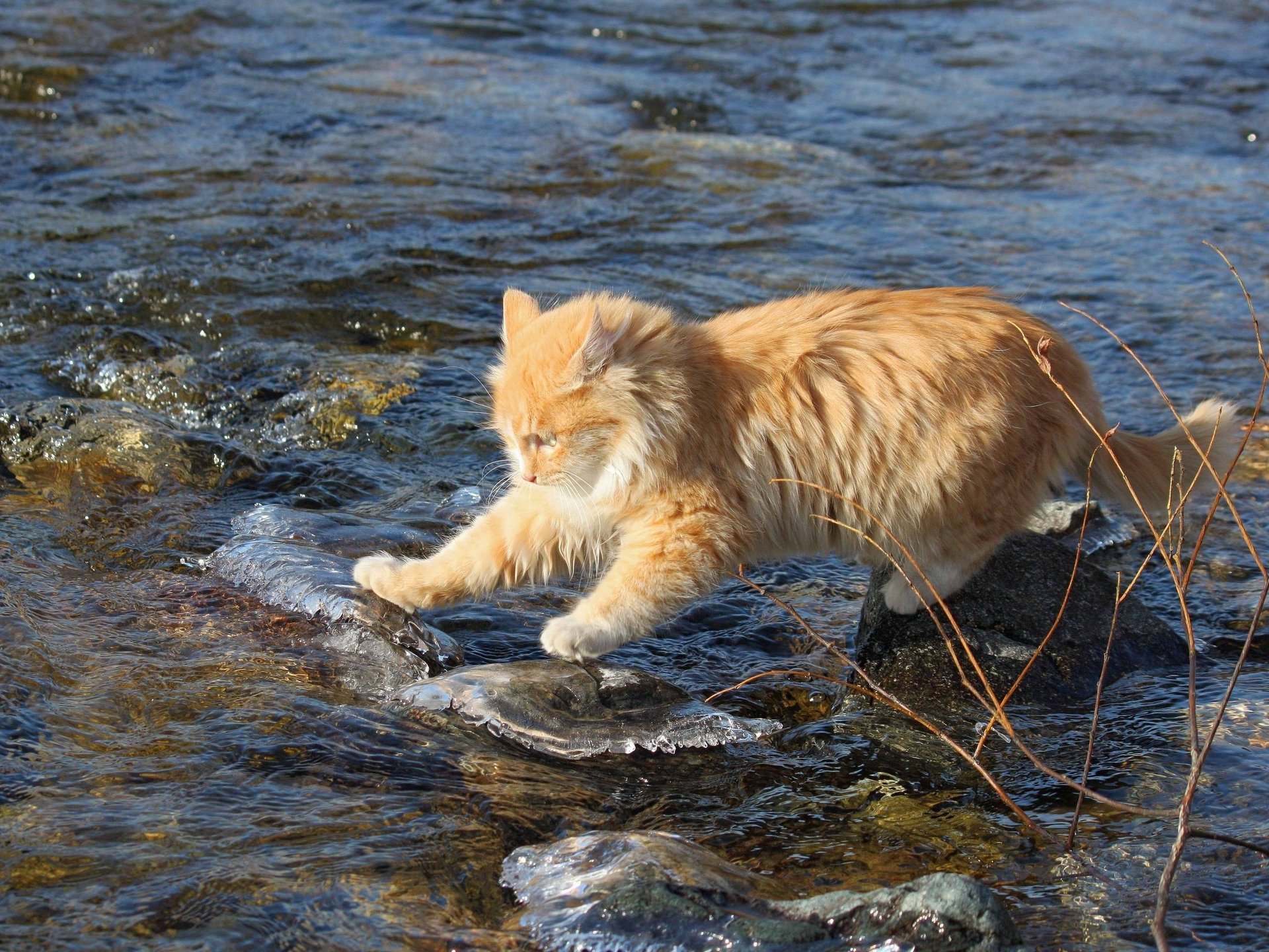 кот бесстрашный вода камни исследователь рыжий