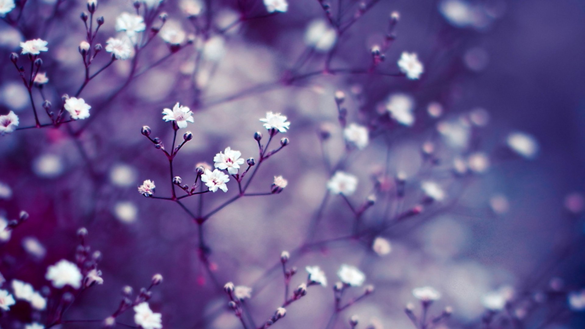 macro fond bourgeons flou branches lilas fleurs