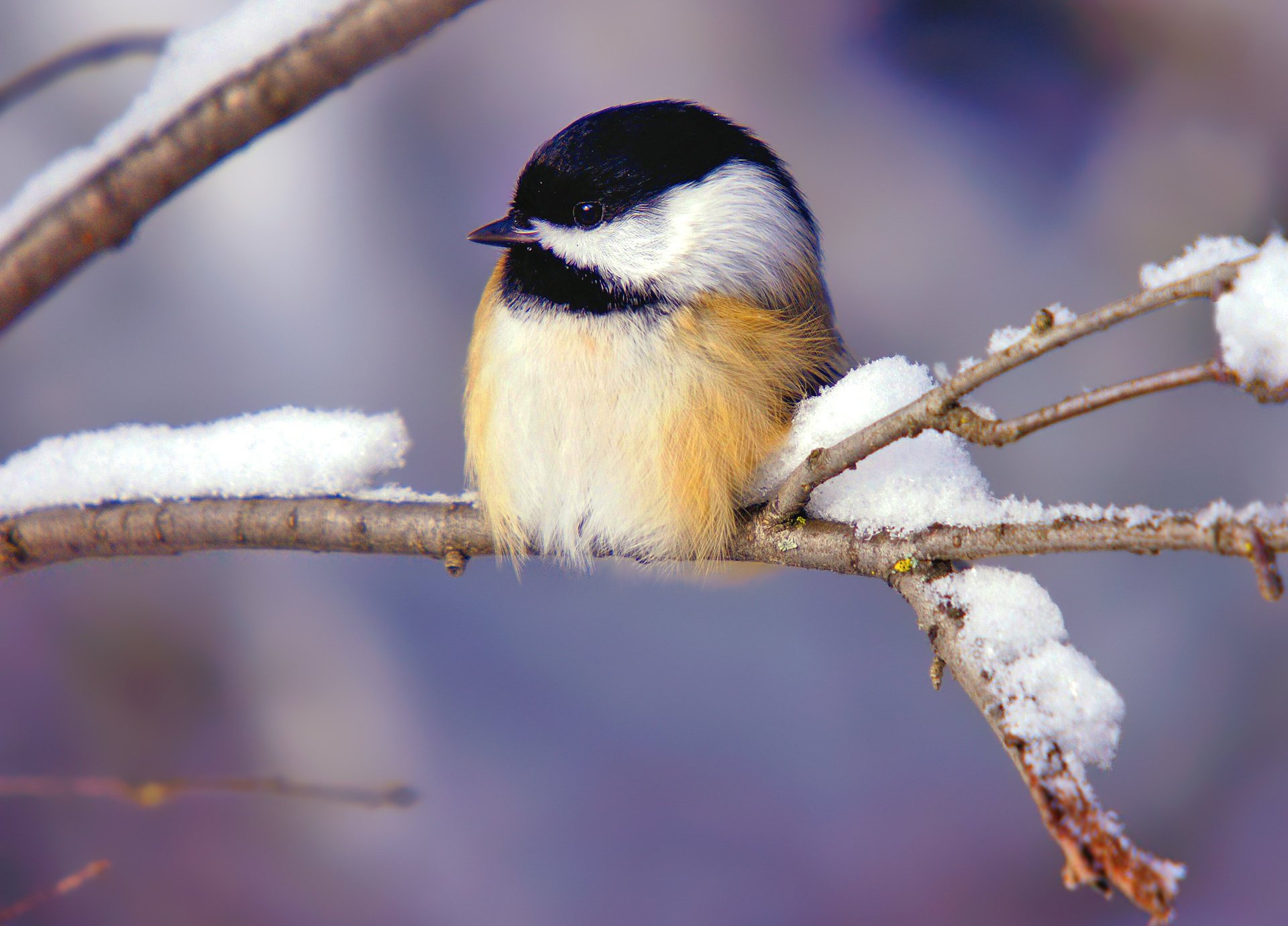 pájaro nieve rama invierno azul