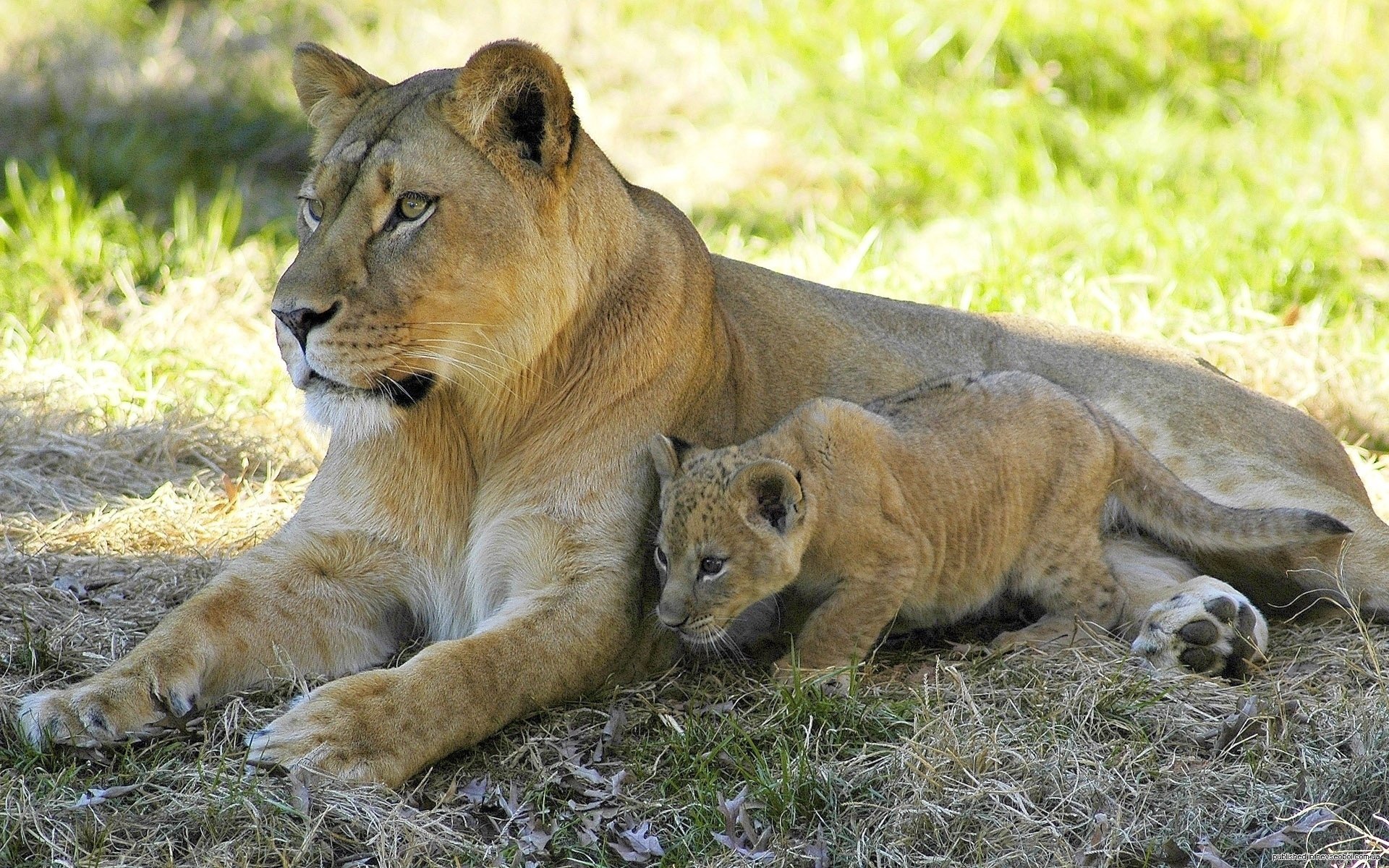 leo stay lioness shadow look lion