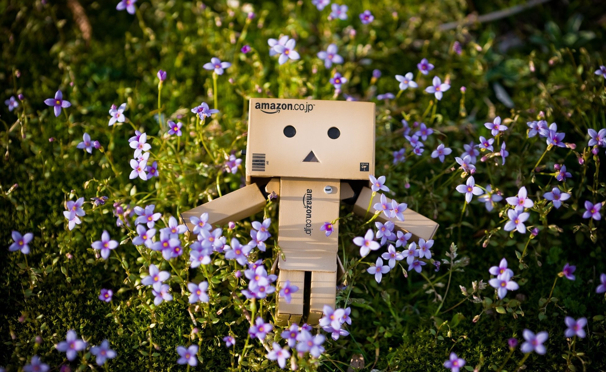 danbo коробка цветки природа трава