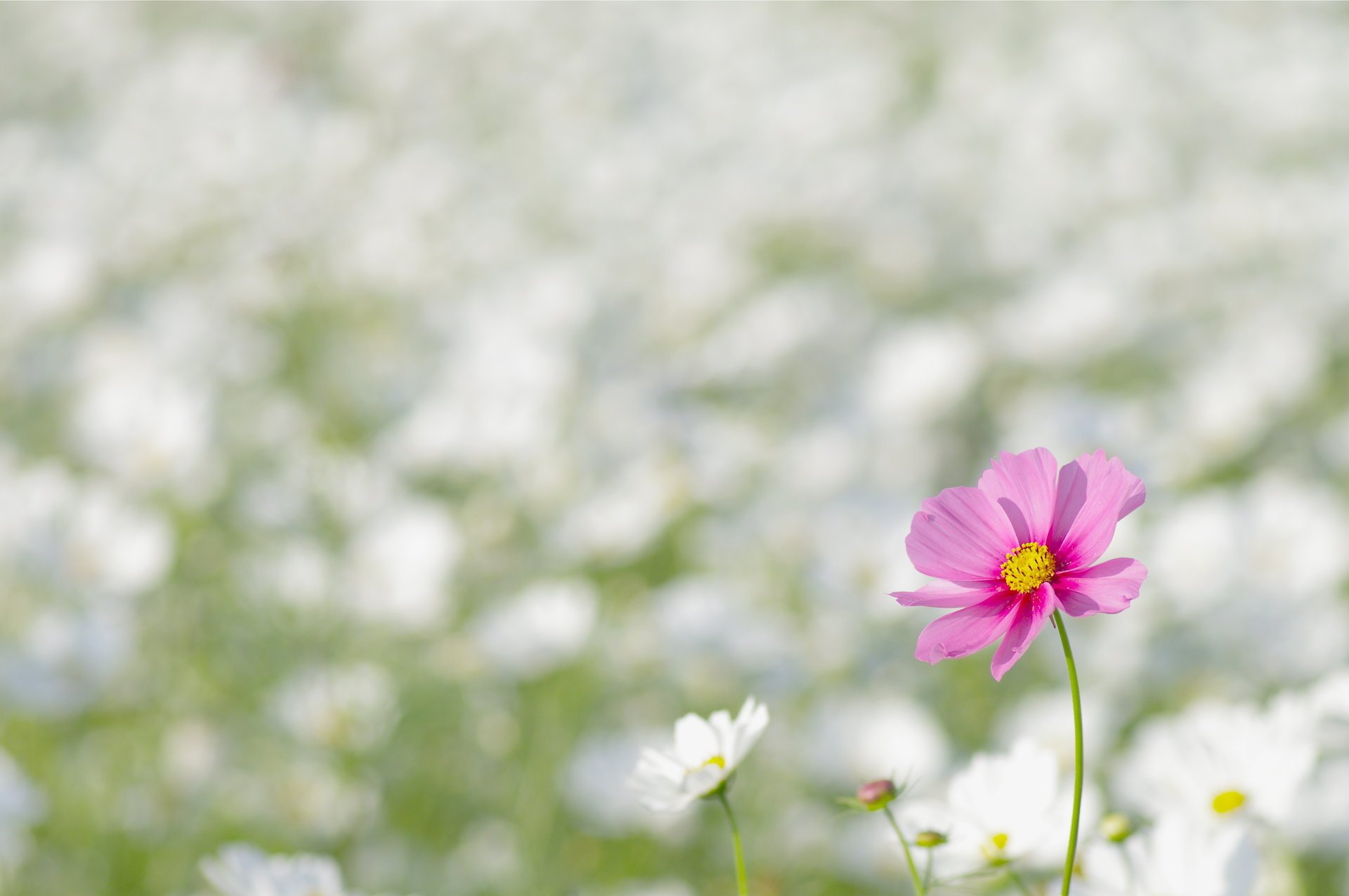 kosmeya petals pink flower white