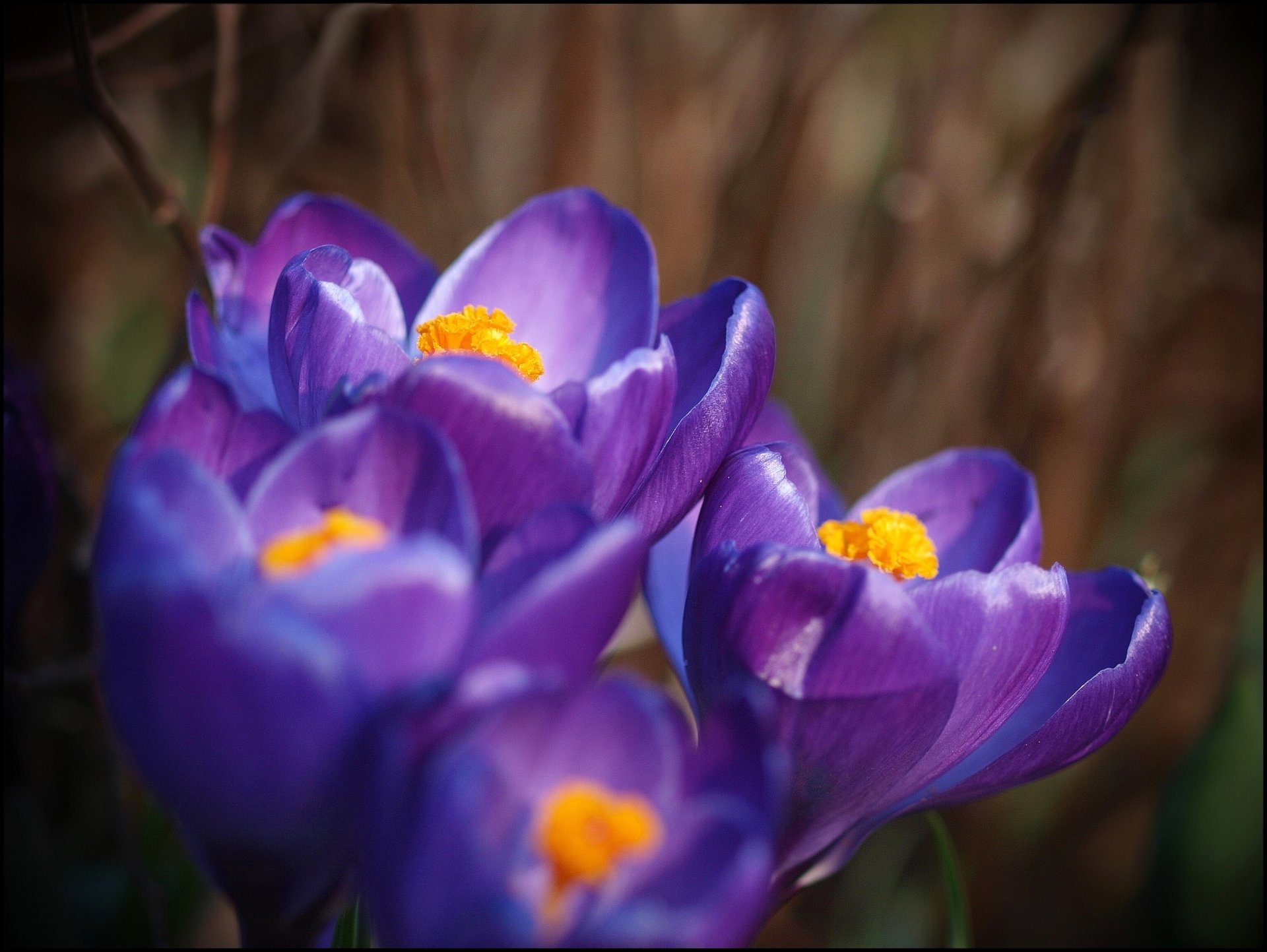 violet lilas pétales gros plan crocus