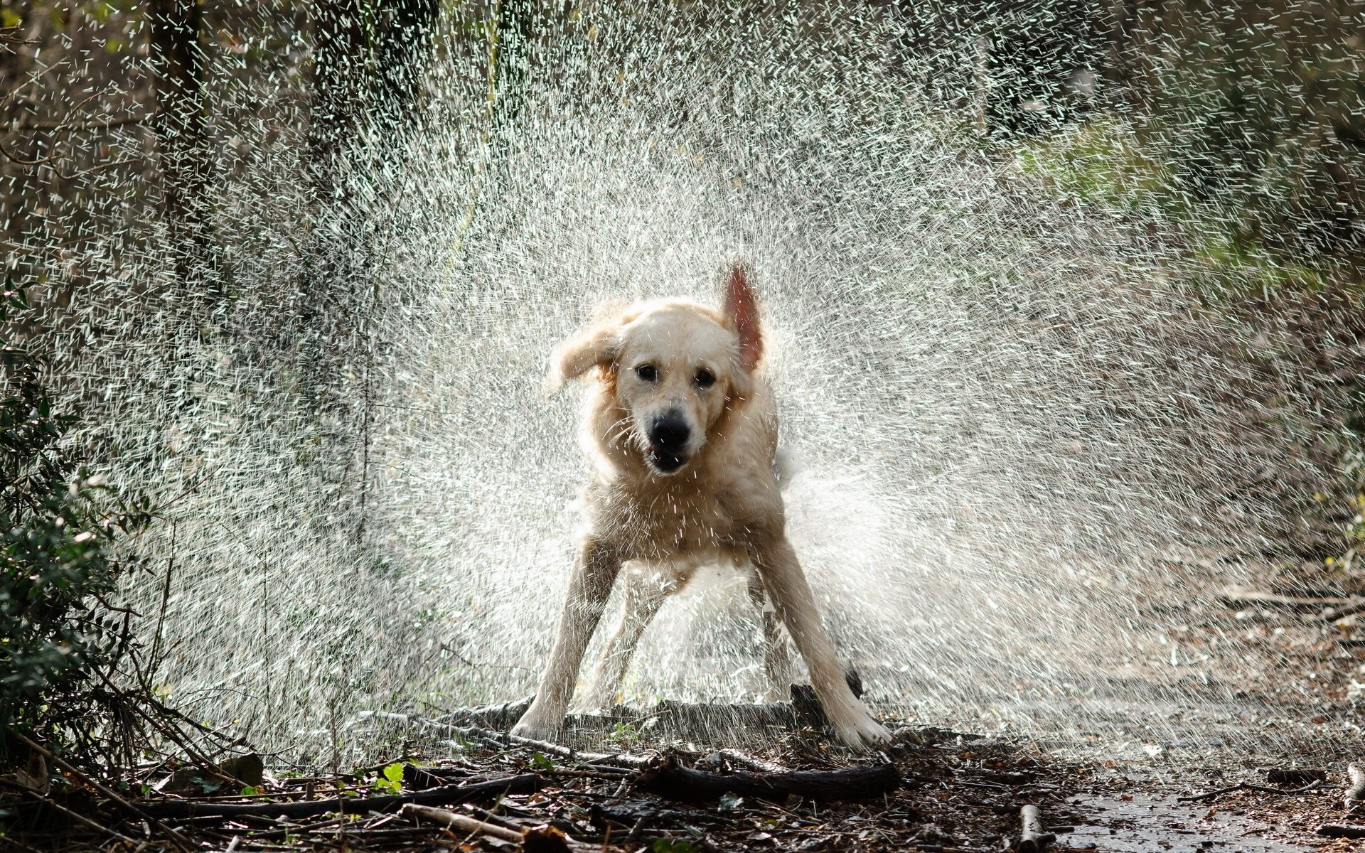 gouttes chien éclaboussures eau