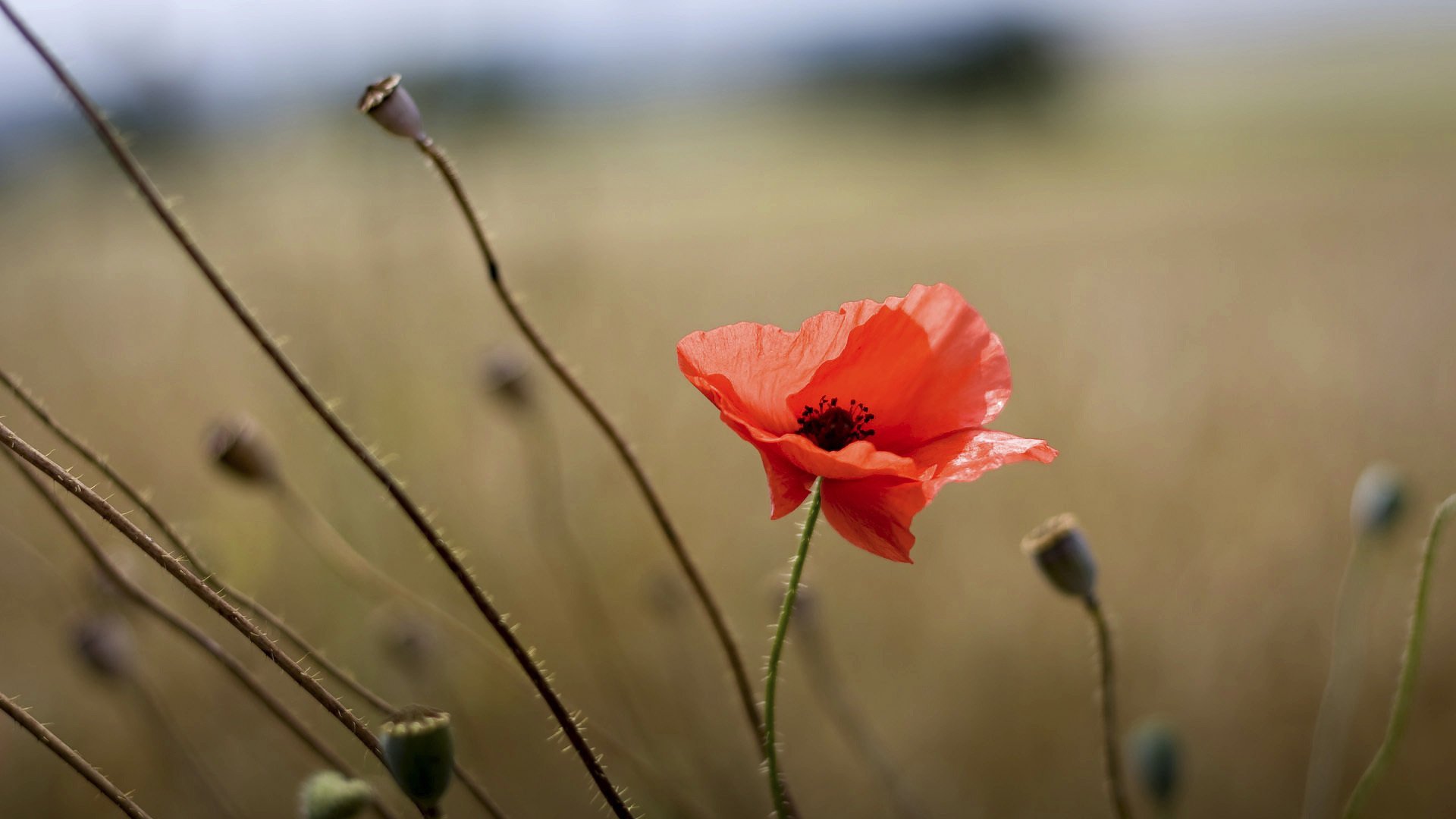 mohn rot makro sommer feld