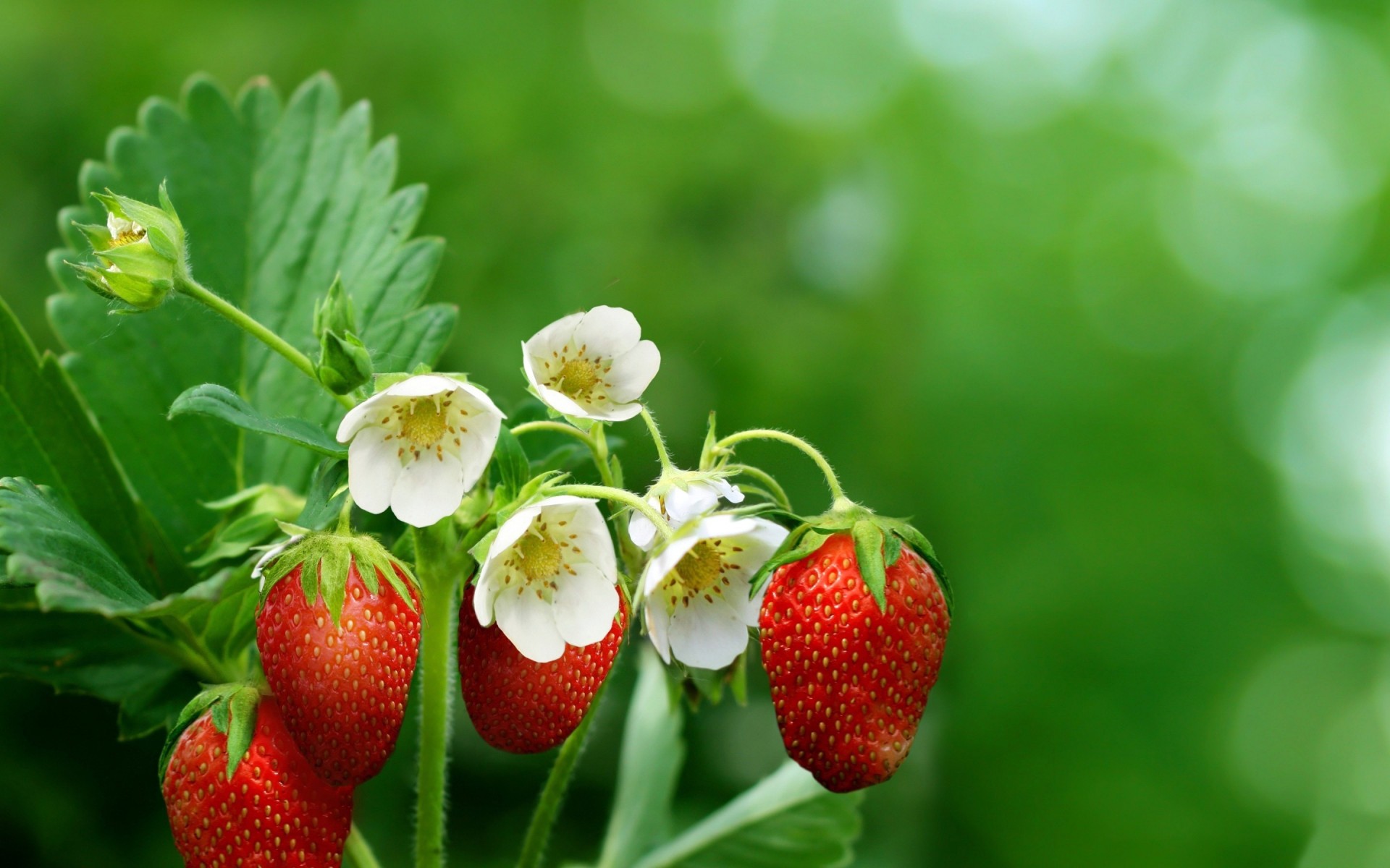 heet berries strawberry flower