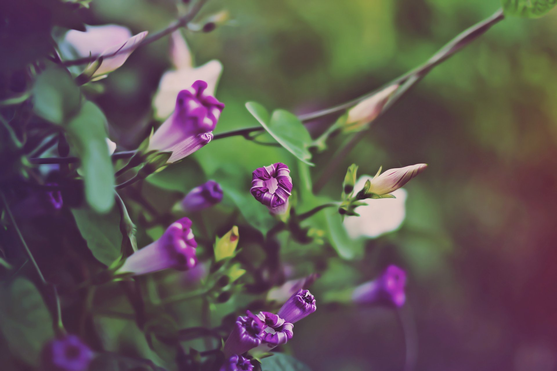 hades of green flowers autumn