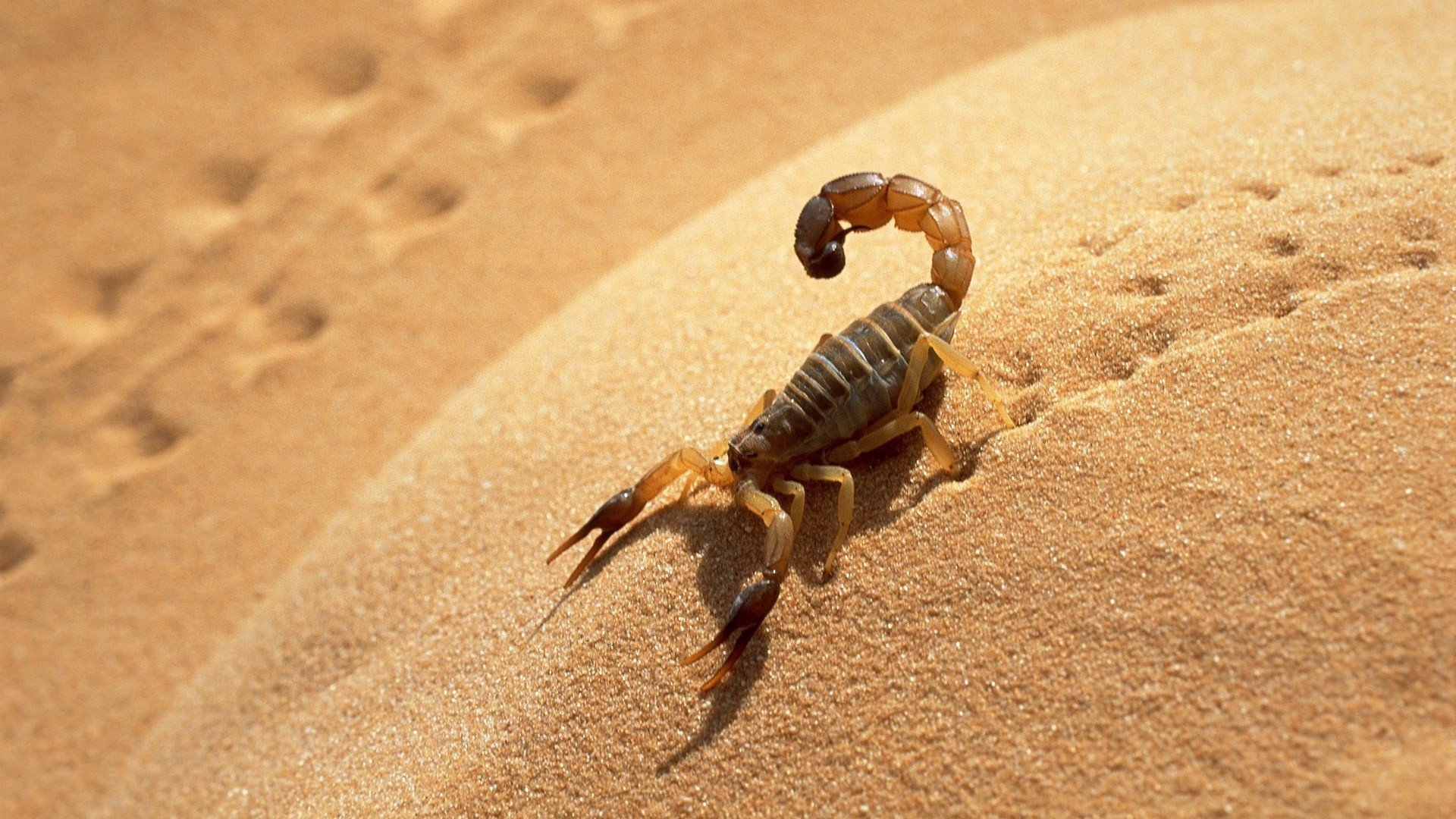 scorpion traces ombre sable