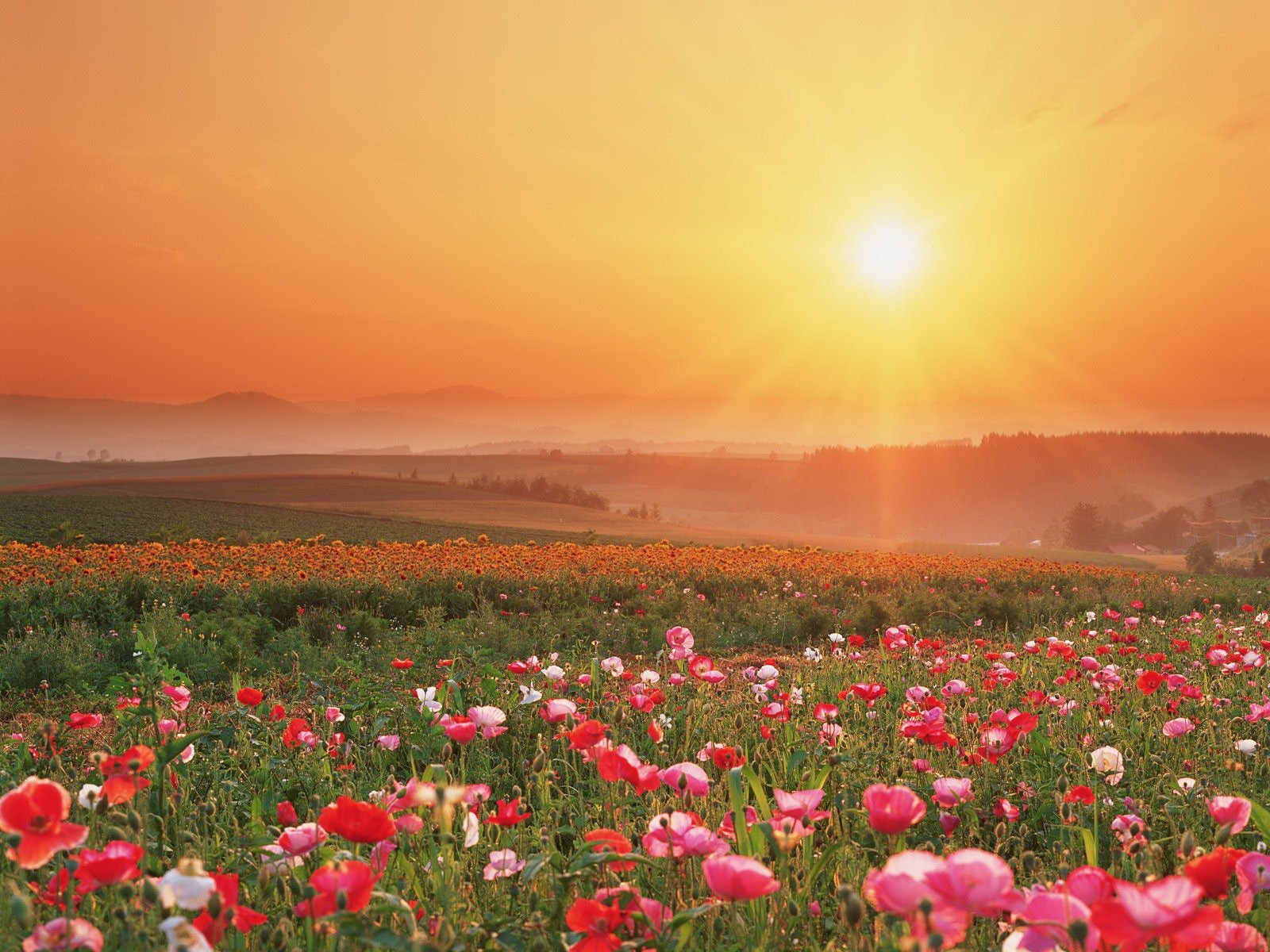 campo flores puesta de sol