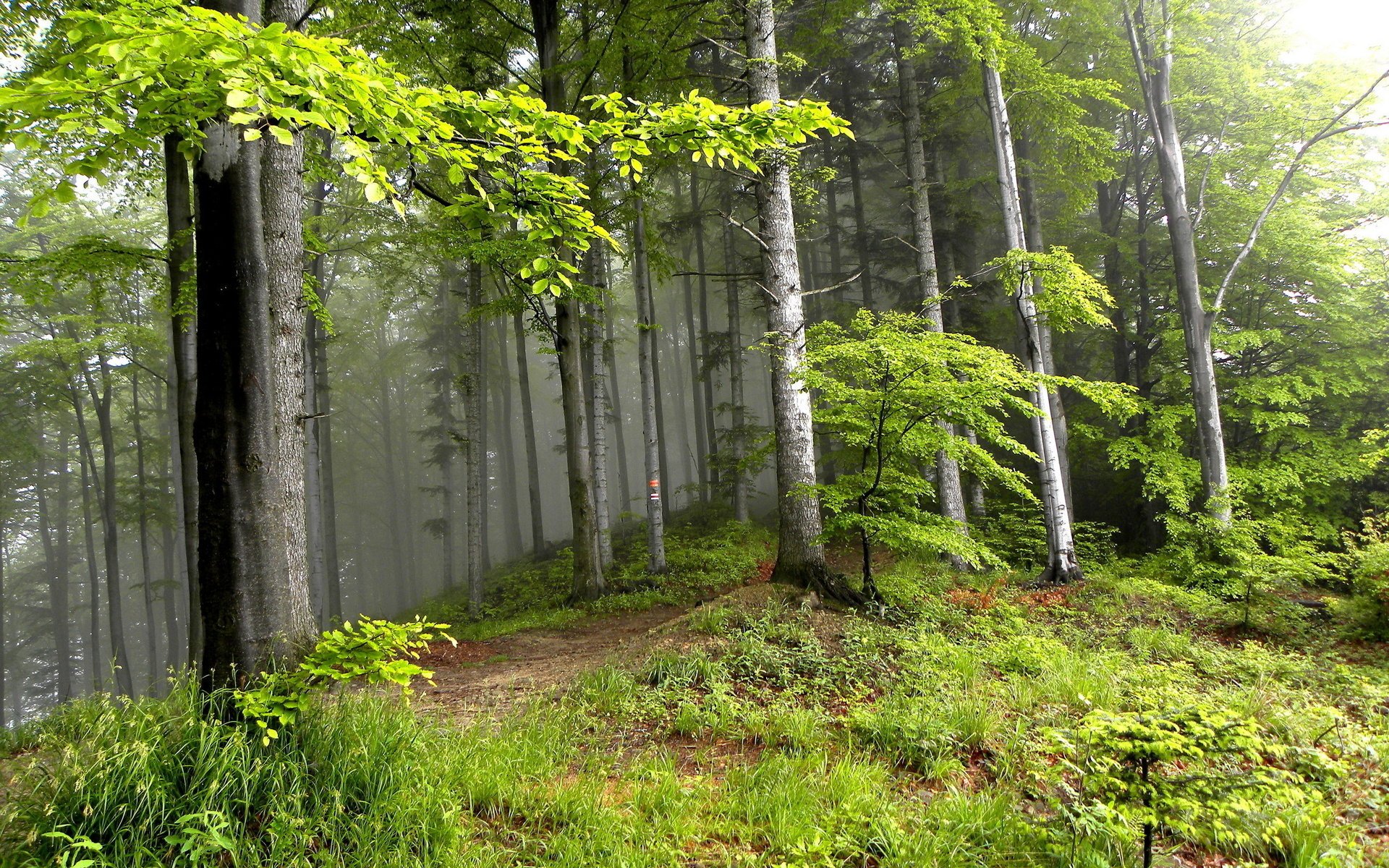 verano bosque paisaje árboles naturaleza