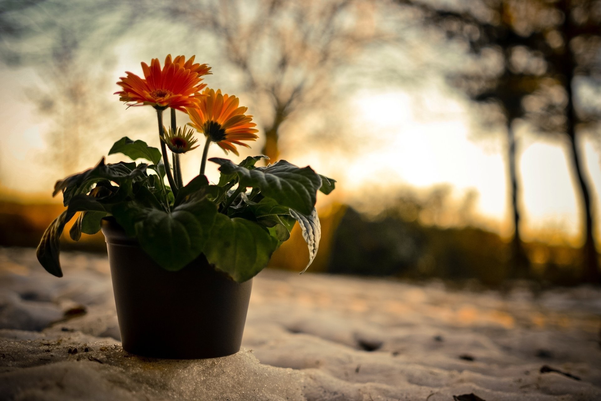 natura fiori sera tramonto ciotola neve