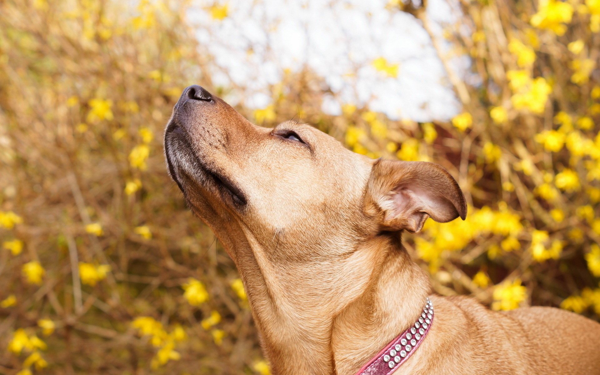 fondo perro naturaleza