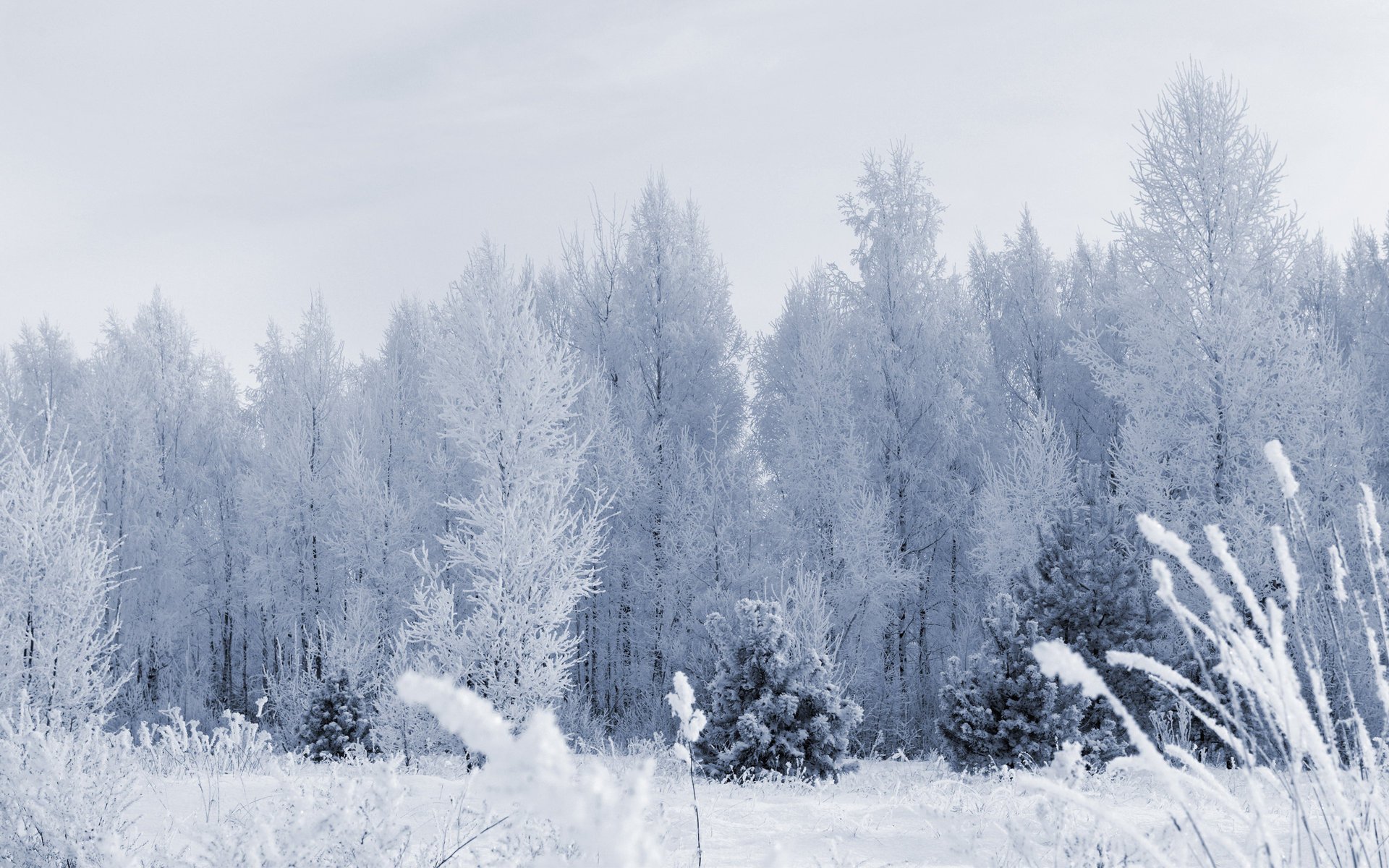 winter schnee frost wald bäume