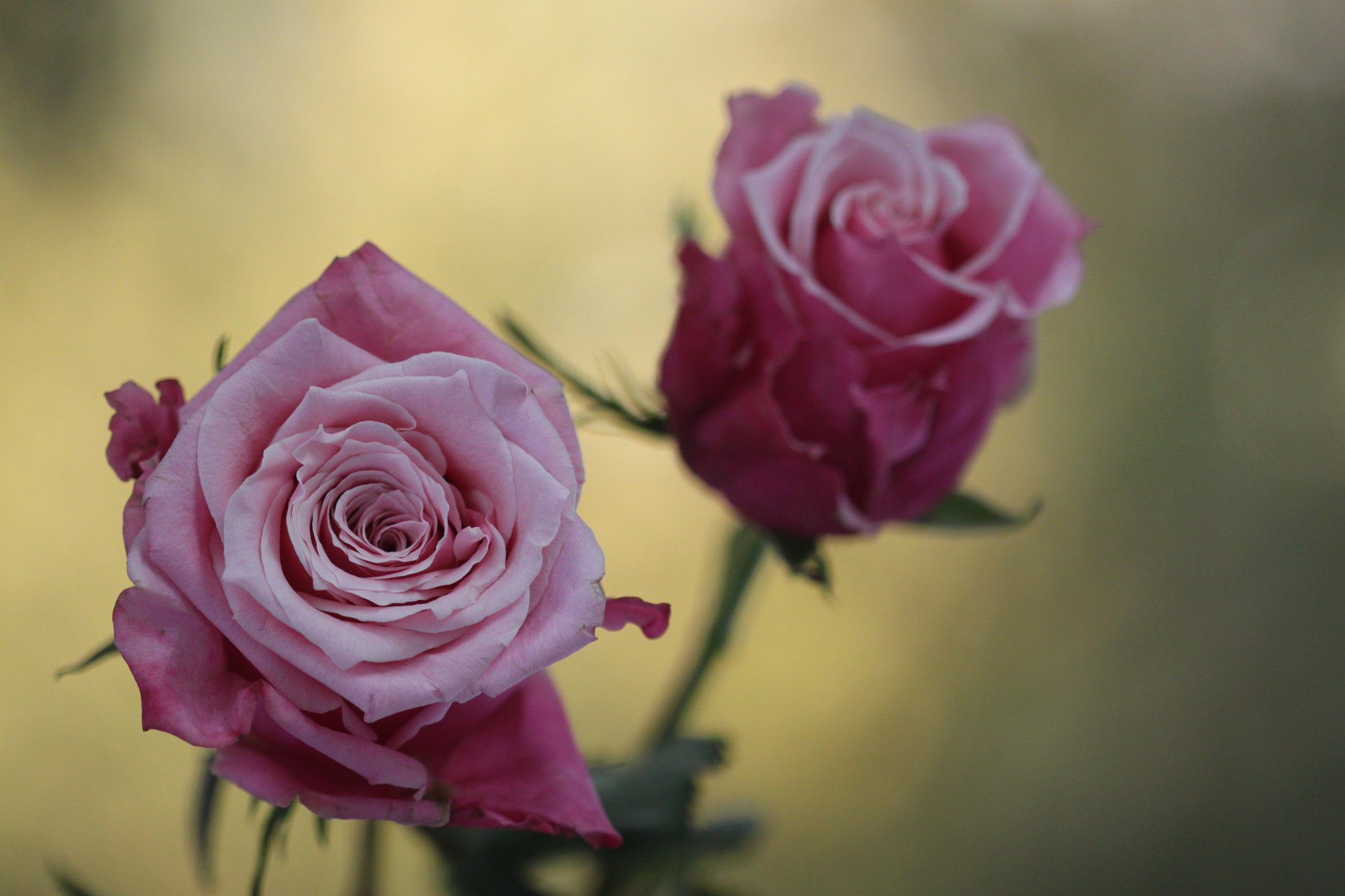 flowers macro photo rose roses blur pink