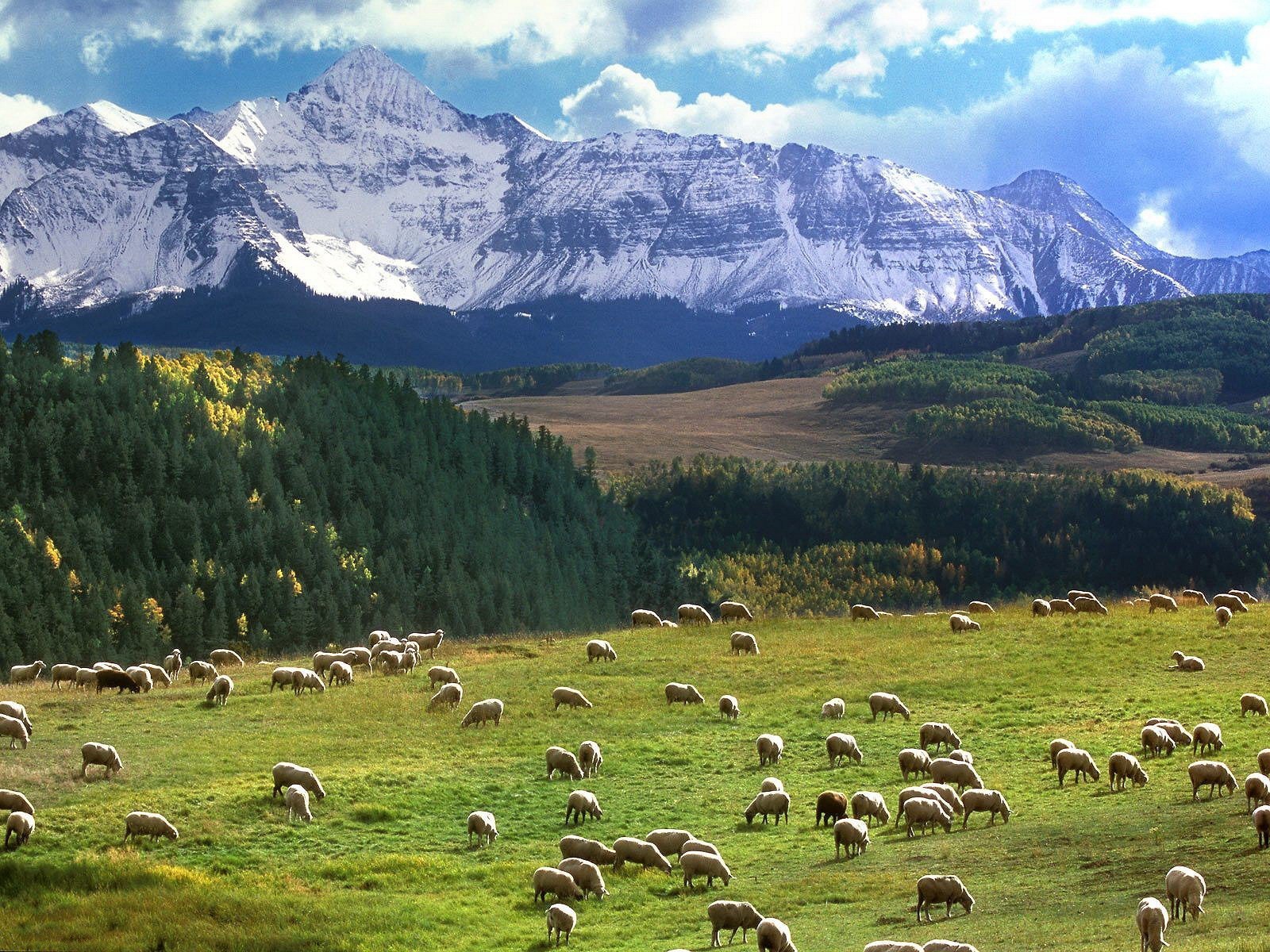 campo montaña pasto