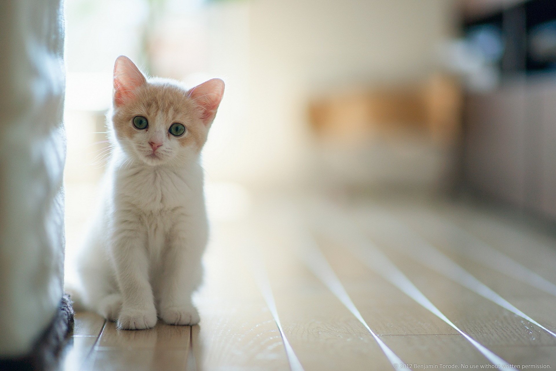 lumière chat maison