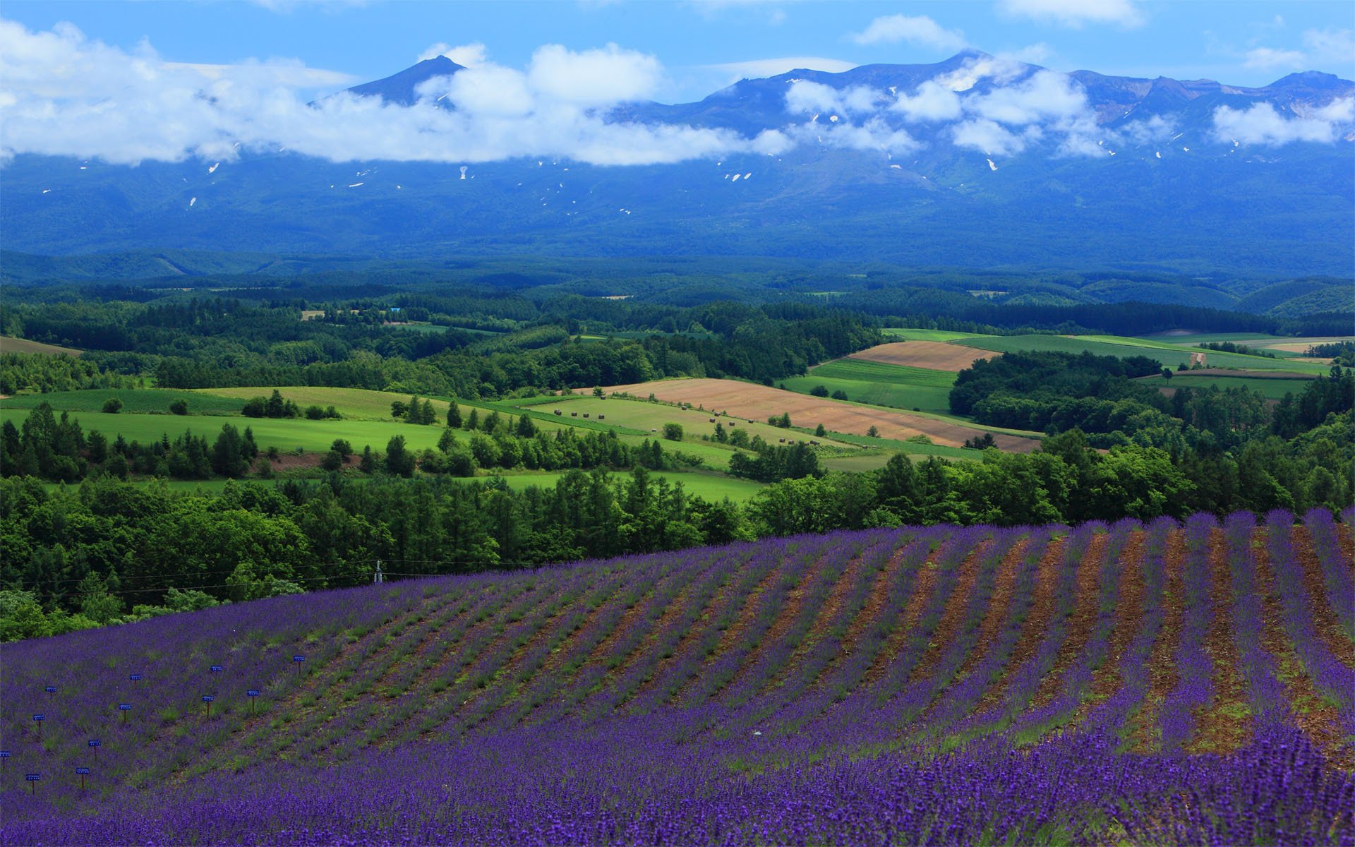 lavanda campi paesaggio campo natura