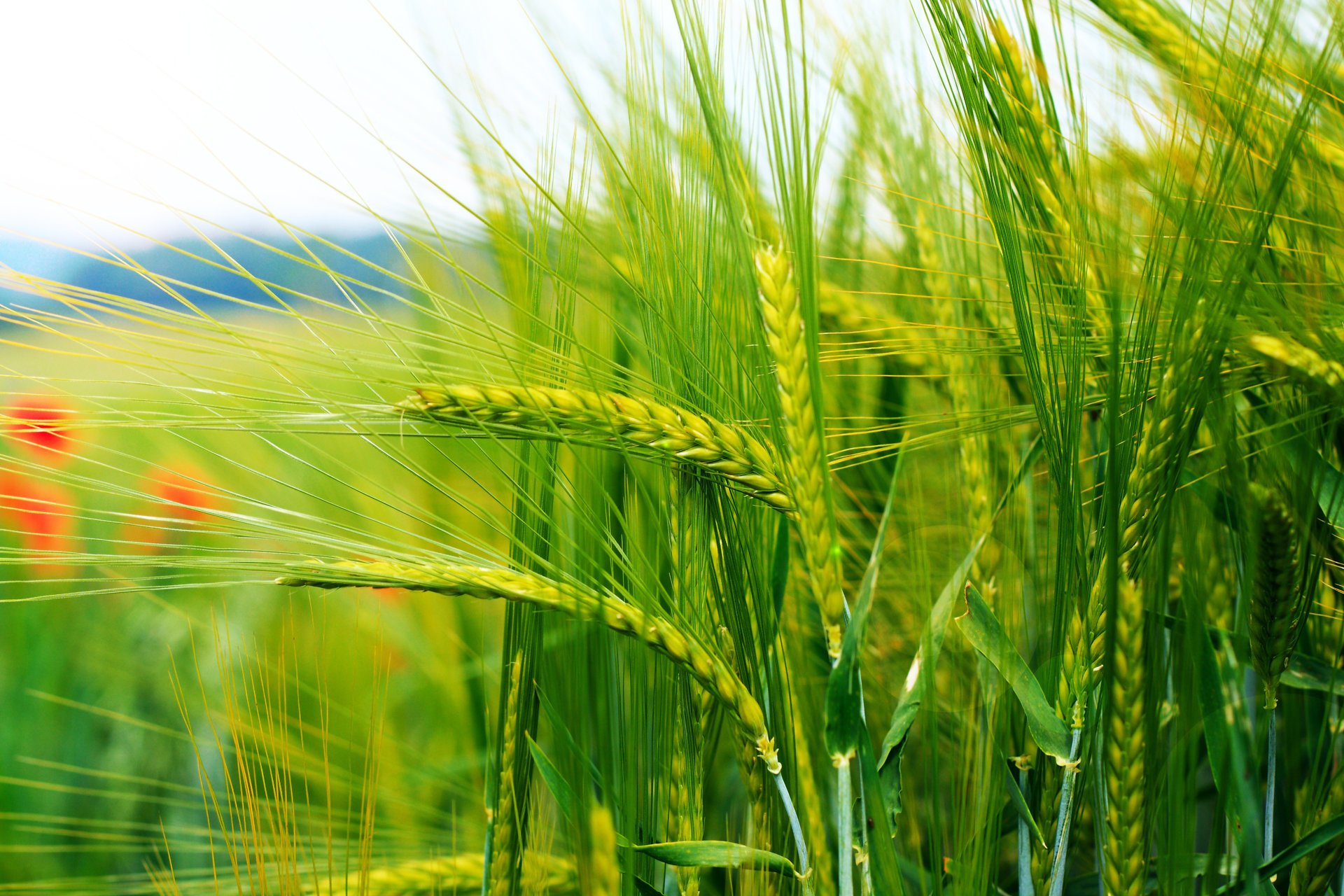 espigas bokeh cereales tallos