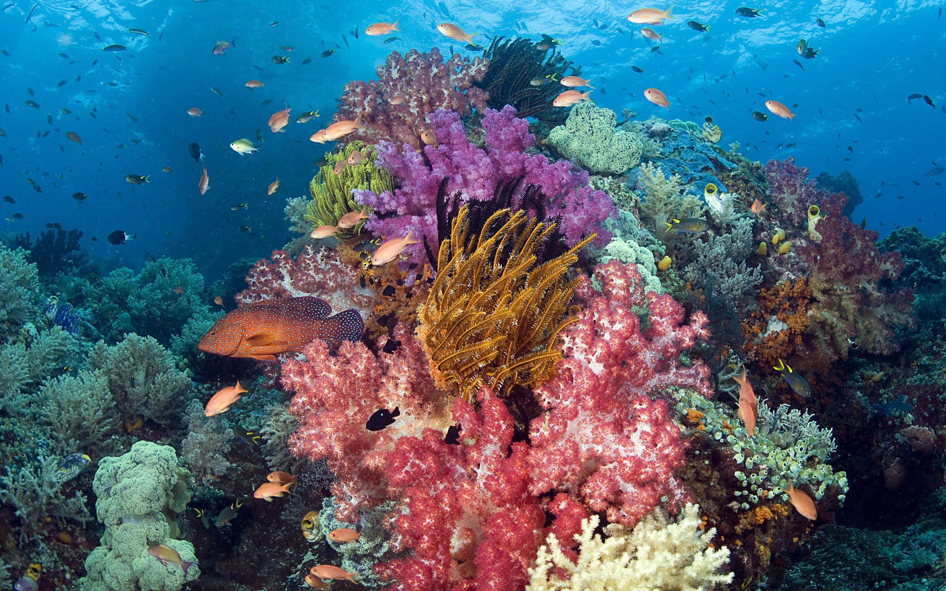 underwater world corals fish sea fish