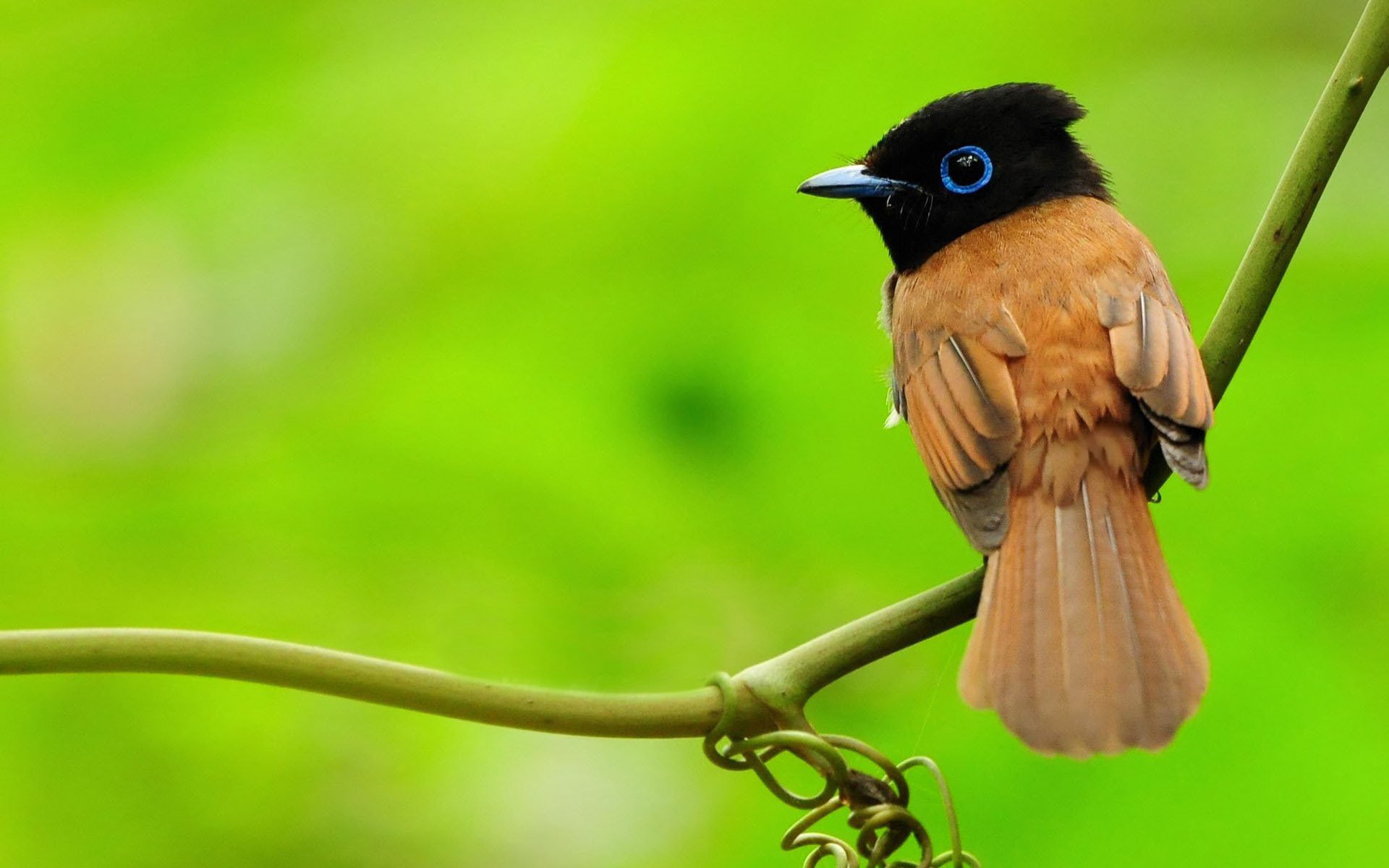 asian paradise-flycatcher bird greens macro branch