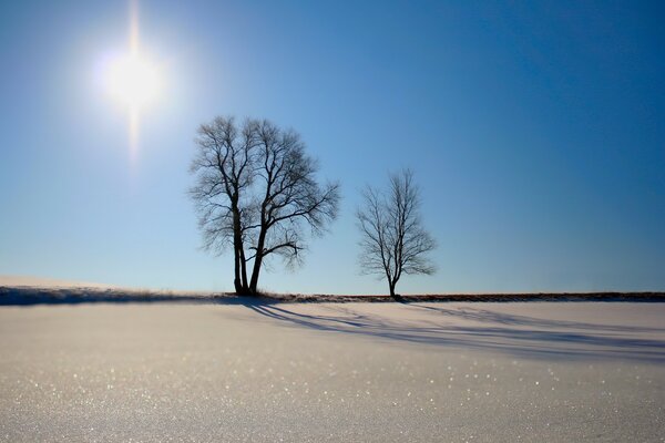 Lonely trees among sand and sun