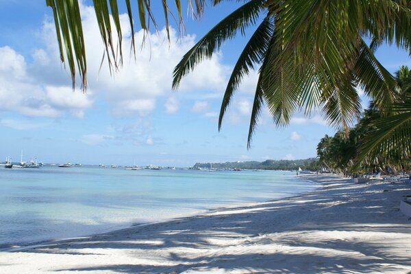 Landschaft Palme Meer Natur