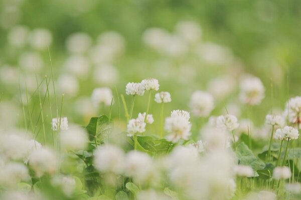 Fiori di trifoglio bianco su foglie verdi