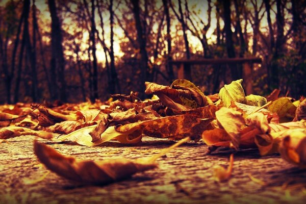 Gefallene gelbe Blätter im Herbst Ansicht Nahaufnahme