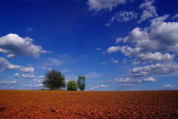 Arbres Solitaires dans le champ