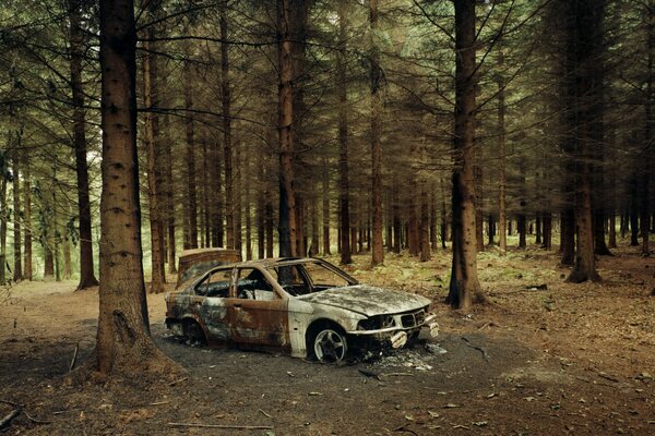 Umgestürzte Bmwtapete im Wald unter Bäumen