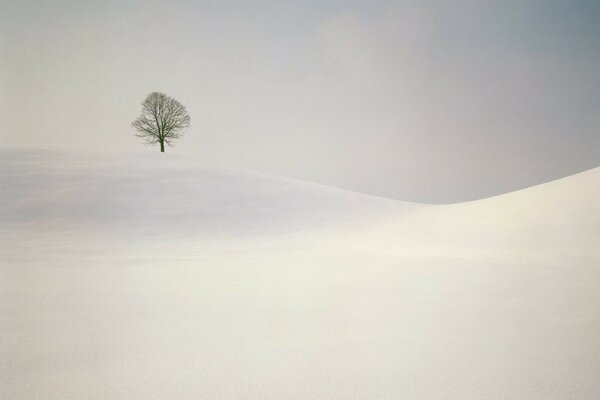 Árbol solitario en medio de colinas de nieve