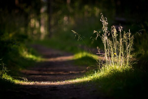 Sentier avec la lumière du soleil dans la forêt