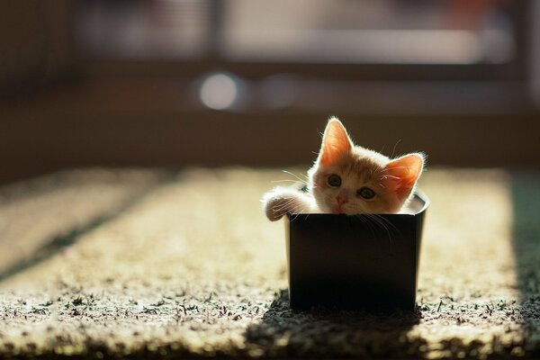 A sharp-eyed kitten watching from a box