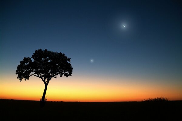 Un árbol solitario en una noche de Luna