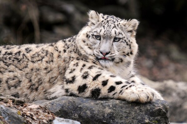 Snow leopard, the owner of rocks and snow