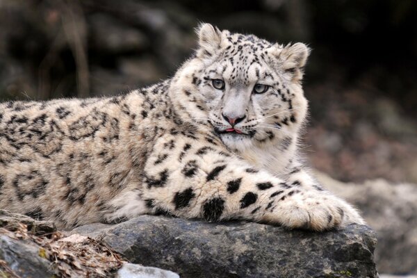 Leopardo delle nevi, padrone di rocce e neve