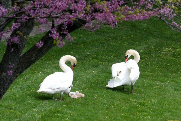 White swans family couple chick summer beauty