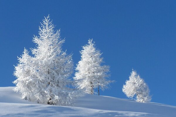Bella natura invernale con neve sugli alberi