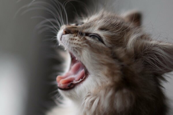 Зевающая кошка шутить не любит