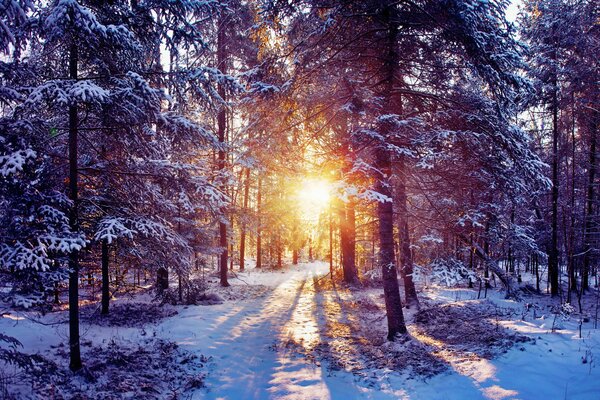 Zimowy krajobraz, drzewa w śniegu, słońce promieniami przebija się