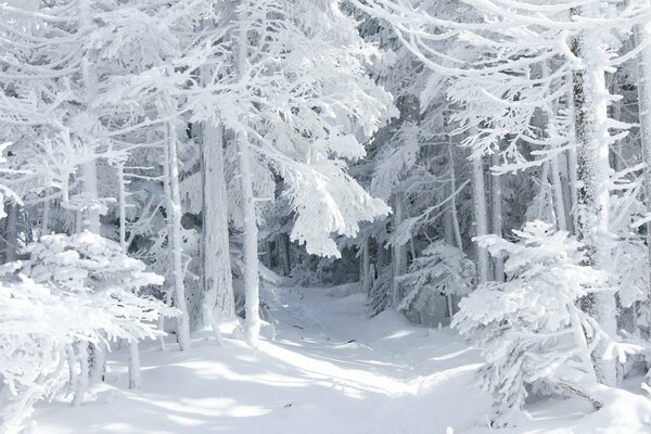 Foresta invernale favolosa con alberi coperti di neve