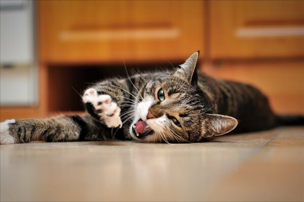 Sweet yawning and stretching