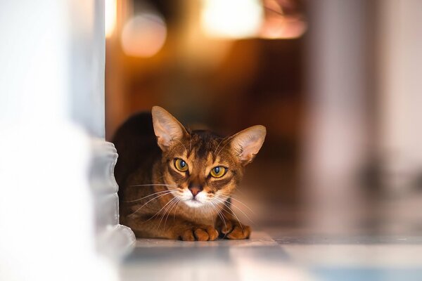 La cara de un encantador gato con orejas