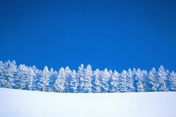 Árboles de invierno contra el cielo azul