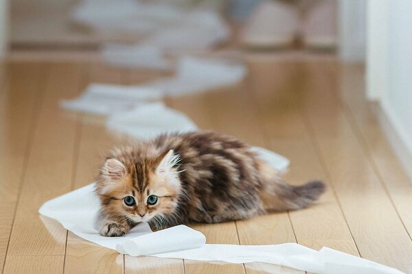 Hannah kitten plays on the floor with paper