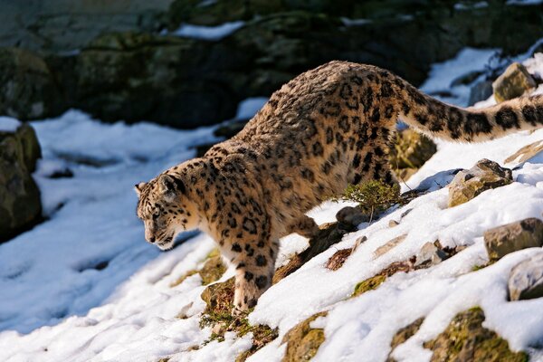 Maestro di neve e rocce-leopardo delle nevi