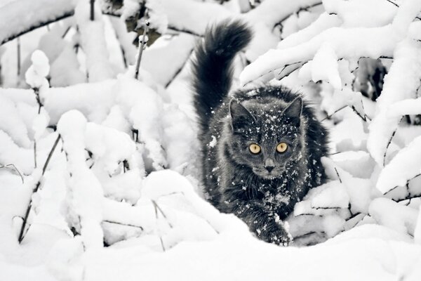 A snow-covered cat crawls through snowdrifts