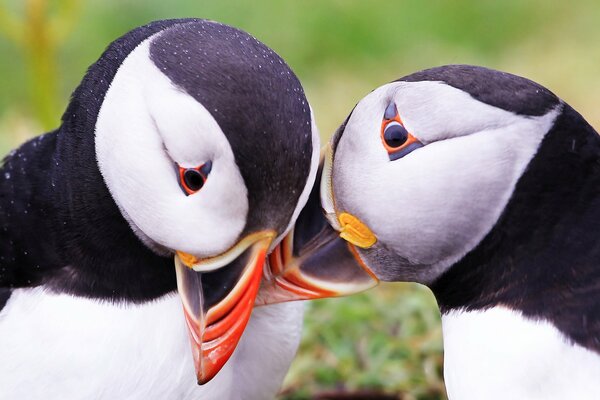 Two Atlantic puffins who kiss each other